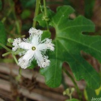 Trichosanthes cucumerina L.